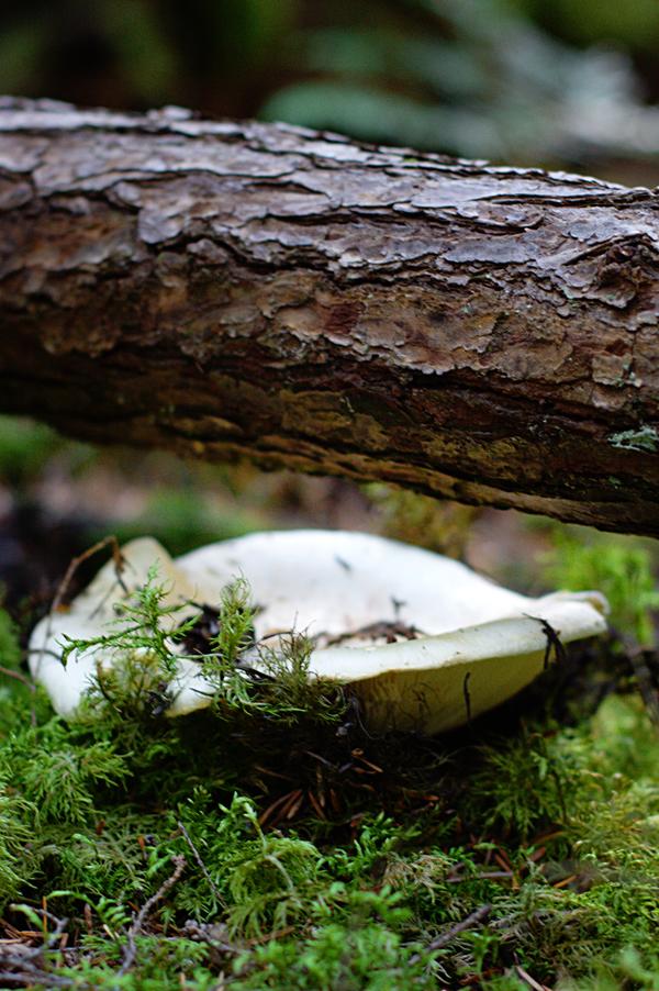 Pine Mushroom Under a Tree